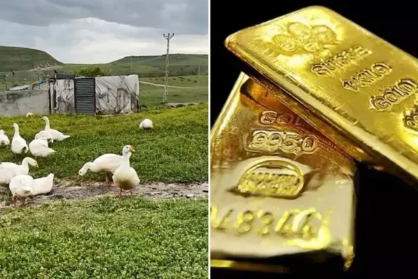 Köylülerin Yeni Gözdesi: Bir Tanesiyle 4500 TL Kazandıran Yatırım Aracı Altını Solladı